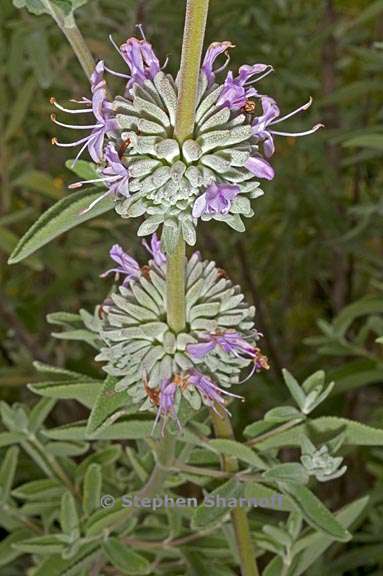 salvia leucophylla 2 graphic